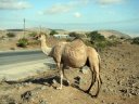 loose camel.jpg
